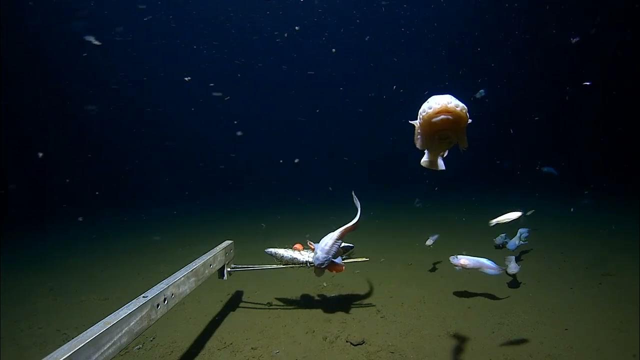 Fish filmed off Japan at over 8km underwater - YouTube