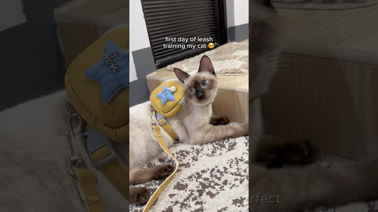 my cat's first day of leash training 🥹 cat leash harness | tofu the siamese cat 
