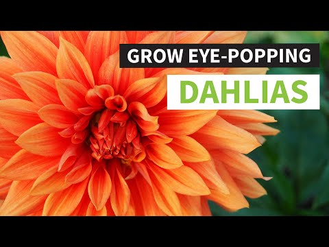 How to Plant Dahlia Tubers | Tips, Guides and Tools | Learn How to Grow Eye Popping Dahlias