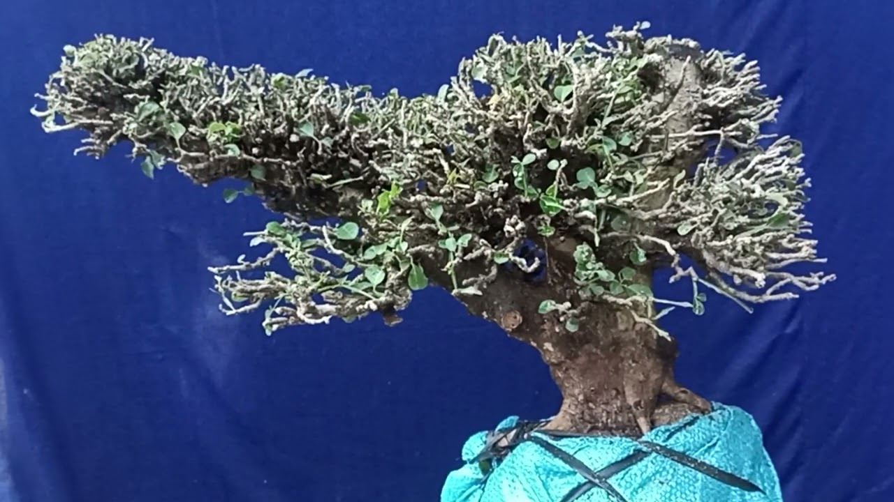 M8 gl cay bìn lin 300k  LH 0388811219