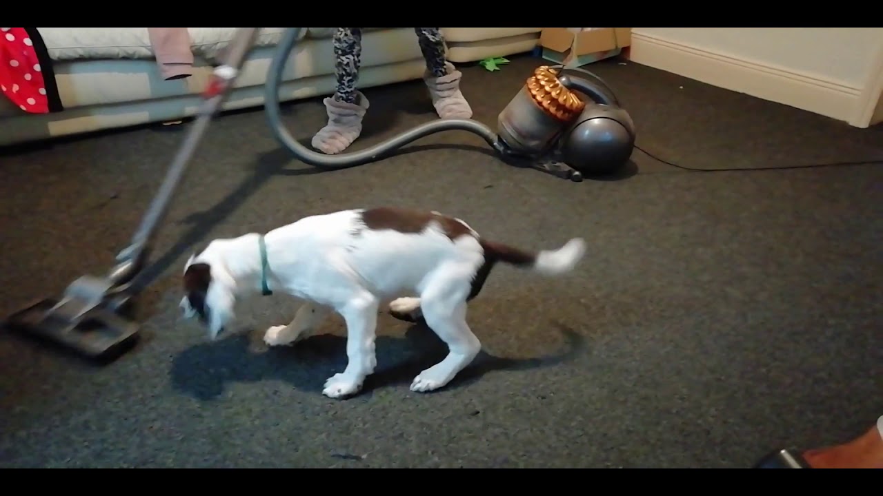 New Puppy Attacks Vacuum Cleaner (Protecting His Friends) YouTube