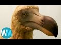 Top 10 Animals That Are Now Extinct Because of Humans