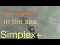 Simplex+ underwater in sea metal detecting hunt. Makro - Nokta