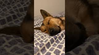 Cute Dog Smiles While Sleeping shorts