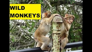 GIBRALTAR MONKEYS I THE ONLY WILD MONKEYS IN EUROPE
