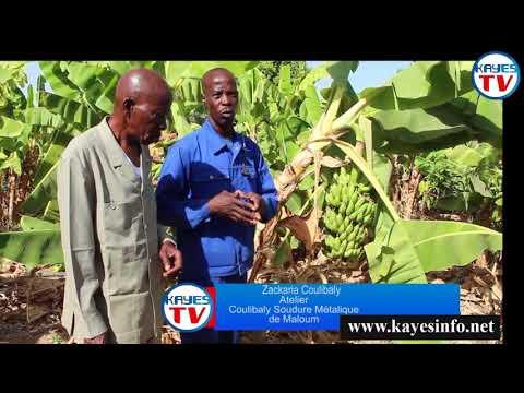 REPORTAGE Kayes Tv MALOUM