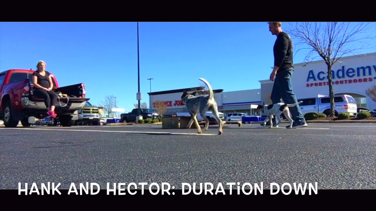 Hank and Hector's Before and After | Amazing Dog Training Greenville SC dog sound