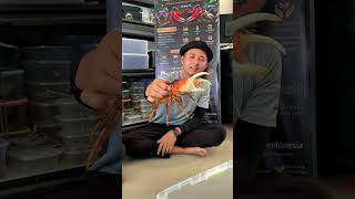 MAIN KE RUMAH KANG DEDE KEBOEN REPTIL #snake #ular