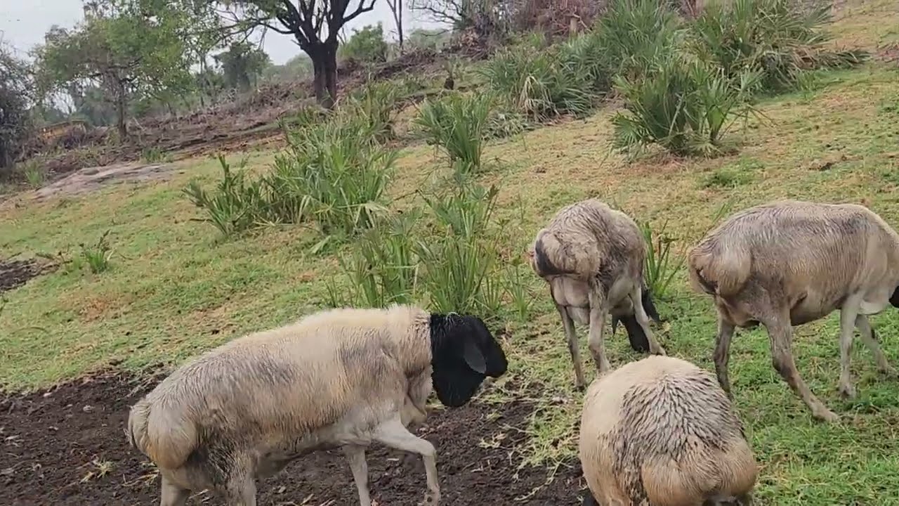 September 8, 2025  ARIGII COL BAA IGA GALAY EE ALLAH IIGA SAARO