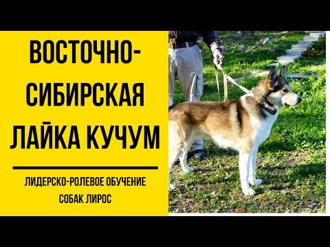 Дрессировка восточно-сибирской лайки Кучума. Команды управления