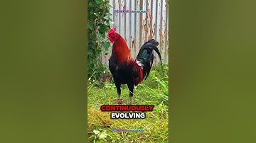 Raising Chickens Naturally: My Daily Routine with Happy Backyard Chickens