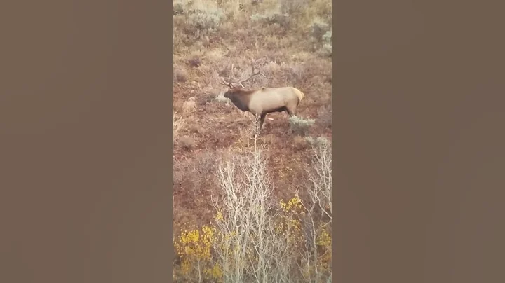 Berthold Utah Elk 2016