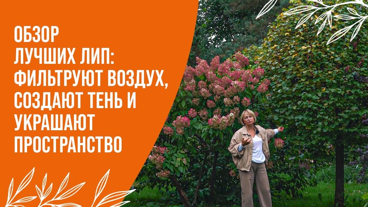 ЛУЧШИЕ ДЕРЕВЬЯ: ЛИПЫ ДЛЯ ГОРОДА И САДА