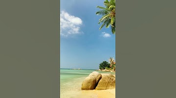 Sea coconut trees nature video #short