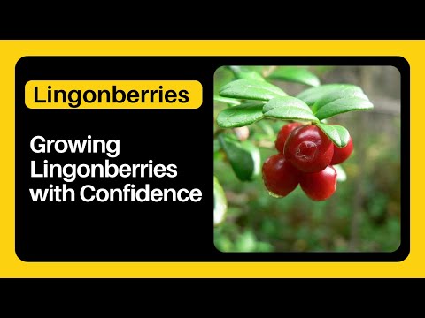 Video: Tyngebærinformation - Lær hvordan du dyrker tyttebær derhjemme