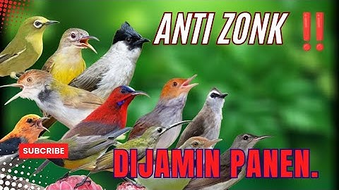 Suara MP3 Pikat Burcil Terbaru 2025 Dijamin Paling Ampuh II Anti Zonk Siap Siap Panen Burung Liar.