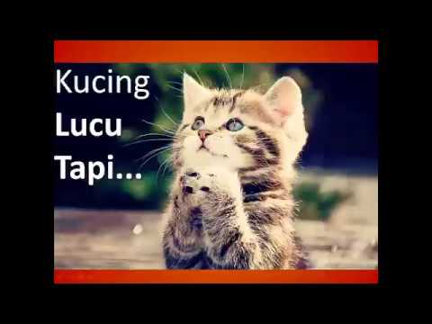 Video: Coronavirus: China Melarang Konsumsi Kucing Dan Anjing