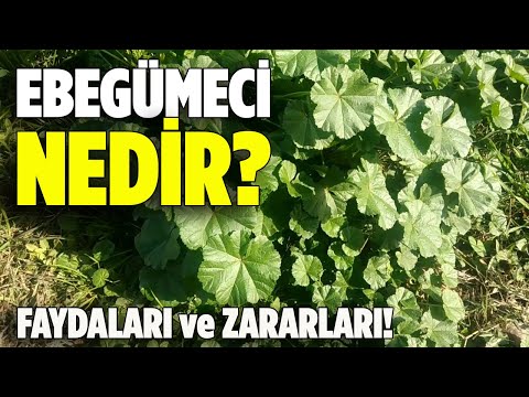 Ebegümeci Nedir, Faydaları Ve Zararları. -  Pratik Bilgi Bankası