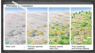 Succession