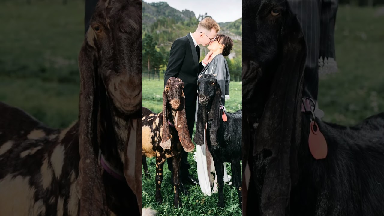 Fashion wedding shooting in animal farm Altai