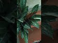 Stromanthe Magic Star ✨⭐ calathea indoor plant ☘️☘️ @ SA_ GARDEN