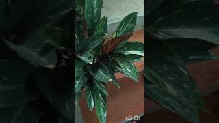 Stromanthe Magic Star ✨⭐ calathea indoor plant ☘️☘️ @ SA_ GARDEN