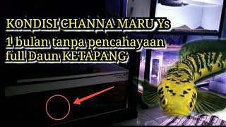 Channa maru YS Hasil treatment 1bulan pake daun Ketapang plan full cacing dan Ulong.