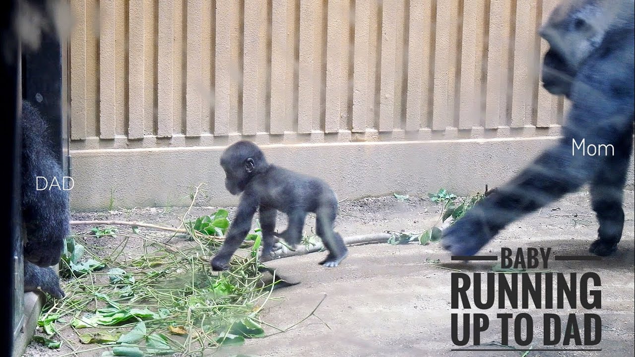 Tiny Baby gorilla interacts with his parents | Update on Kyoto zoo