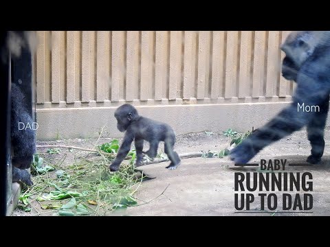Baby Gorilla runs away from Mom to see dad | Kyoto zoo