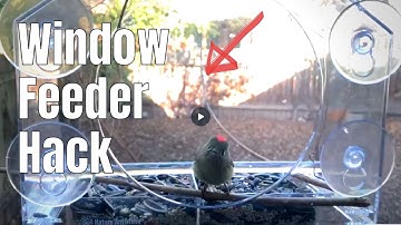 SIMPLE HACK To Encourage Birds To Visit Your WINDOW FEEDER