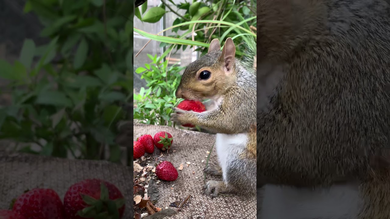 Squirrel eating strawberry YouTube