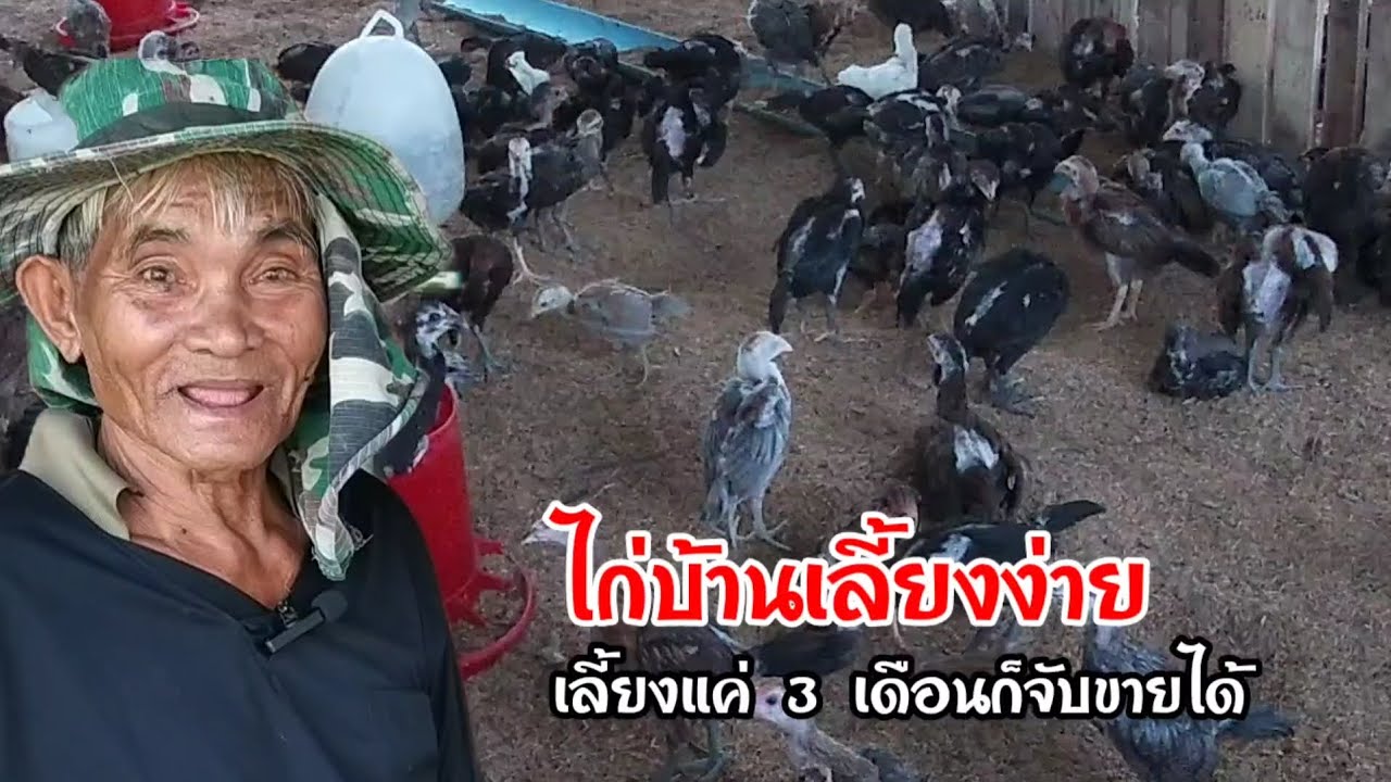 ไก่บ้านเลี้ยงง่าย 3 เดือน จับขายสร้างรายได้ง่ายๆ