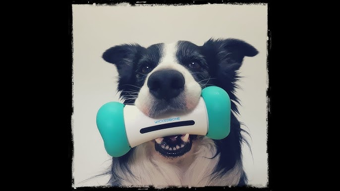 WICKEDBONE: World's First Smart & Interactive Dog Toy by Cheerble —  Kickstarter