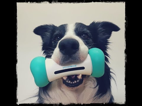 Video: El nuevo Pet Carrier es solo para Corgis