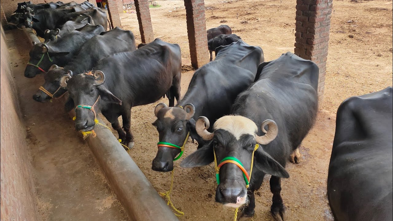 irshad dairy farm || Buffalo Farming || Dairy Farming