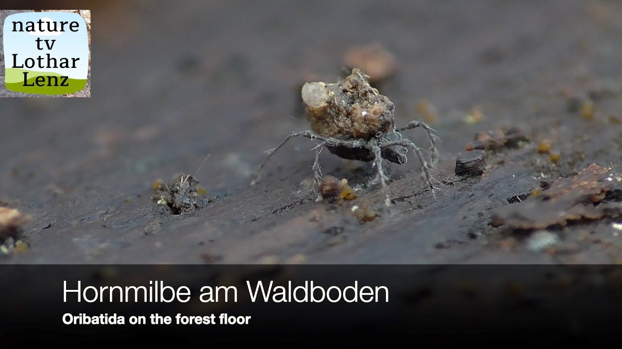 Hornmilbe am Waldboden (5). Oribatida on the forest floor