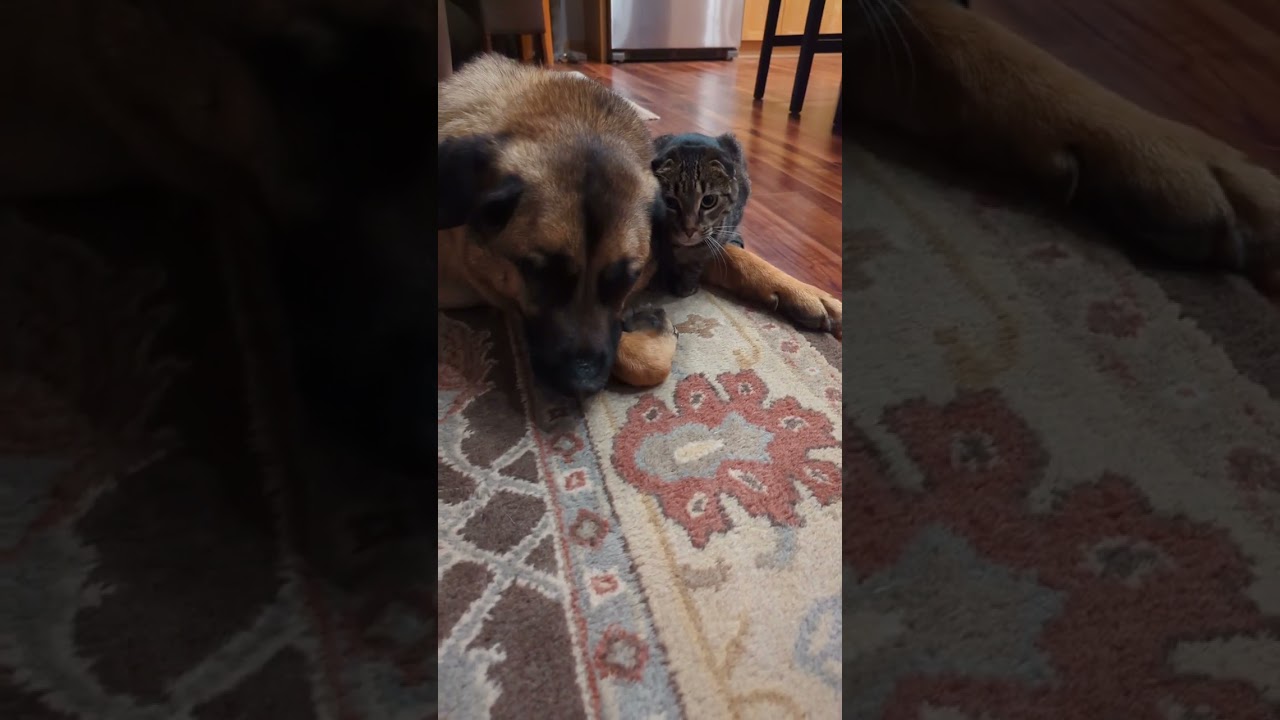 Cuddly Pets Snuggle Up! 