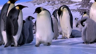 Penguin Fail - Best Bloopers from Penguins Spy in the Huddle penguins