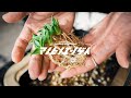 我が家で育てている実生株の現状報告とアガベ エボリスピナの植え替え。塊根植物｜パキポディウム｜アガベ｜実生｜