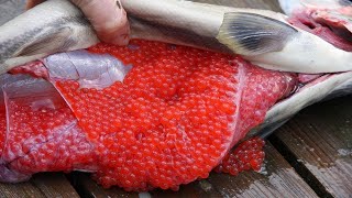 The Most Fascinating Salmon Egg Harvesting Skills I've Ever Seen - Catching ,Fertilized Salmon Eggs