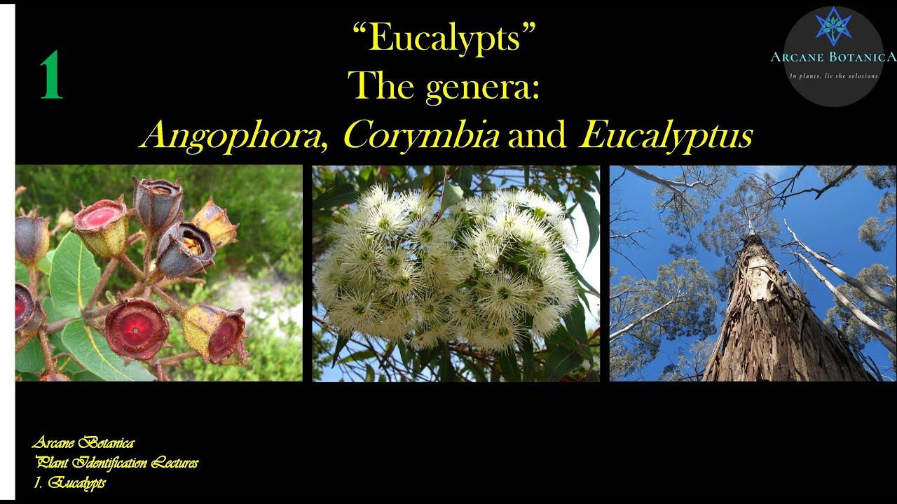 Eucalypt Theory - The Eucalypts - 19Aug2024