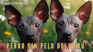 PERUVIAN HAIRLESS DOG  Getting to Know Our Friend