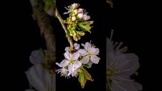 Download Lagu Plum blossom moment #shorts #nature #relaxing #scenic #travel MP3 Download Lagu Plum blossom moment #shorts #nature #relaxing #scenic #travel MP3