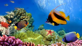 Ocean Life | Amazing underwater life