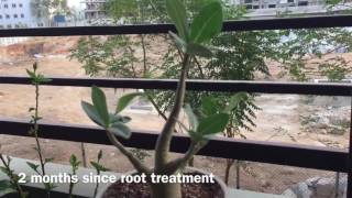 Follow up: Soft root treatment screenshot 2