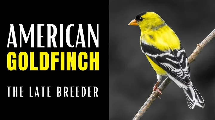 AMERICAN GOLDFINCH | The Late Breeder