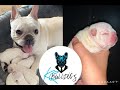 SELF WHELPED litter. DOG GIVING BIRTH naturally - first signs of labour to birth french bulldogs