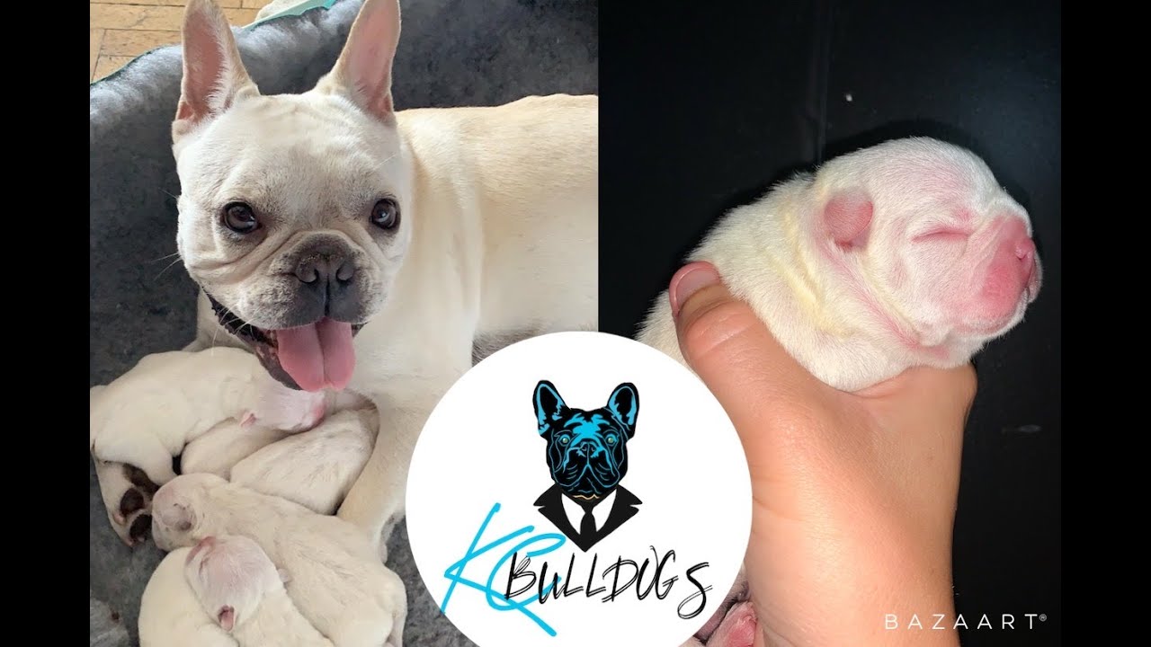 My Dog Giving Birth French Bulldog Natural Self Whelped Litter From First Signs Of Labour To Birth Youtube French Bulldog Bulldog Dog Labor