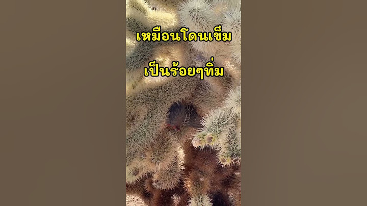 กระบองเพชรที่อันตรายที่สุดในทะเลทราย #fernnzystyle