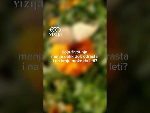 #larva #ekologija #ekovizija #dotebeje